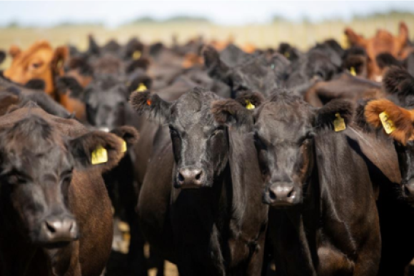 Cows