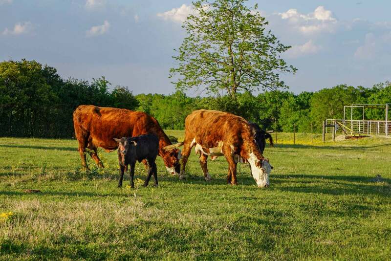 Grazing cattle