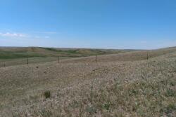Drought pasture