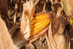 Corn ready for harvest.