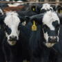 Black baldie feedlot