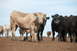 Feedlot Cattle
