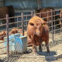 Feedlot steer