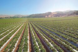 May and June are peak strawberry months in California, says Craig Moriyama, director of berry operations for Naturipe Berry Growers, Salinas, Calif. Weatherwise, the state seemed heading toward a “much more normal year” in 2020, after heavy rains and then a heat wave last season, he says.