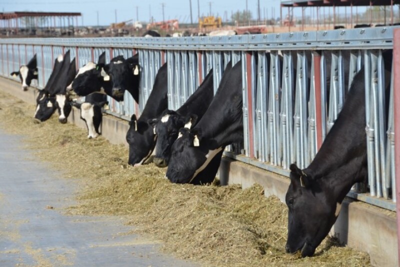 DT_Arizona_Dairy_Bunkline