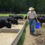 backgrounding_cattle