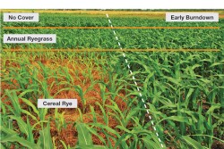 The effects of a late kill of cereal rye on corn plants is evident. The impact appears to result from a combination of the carbon penalty and allelopathy exerted by the cereal rye.
