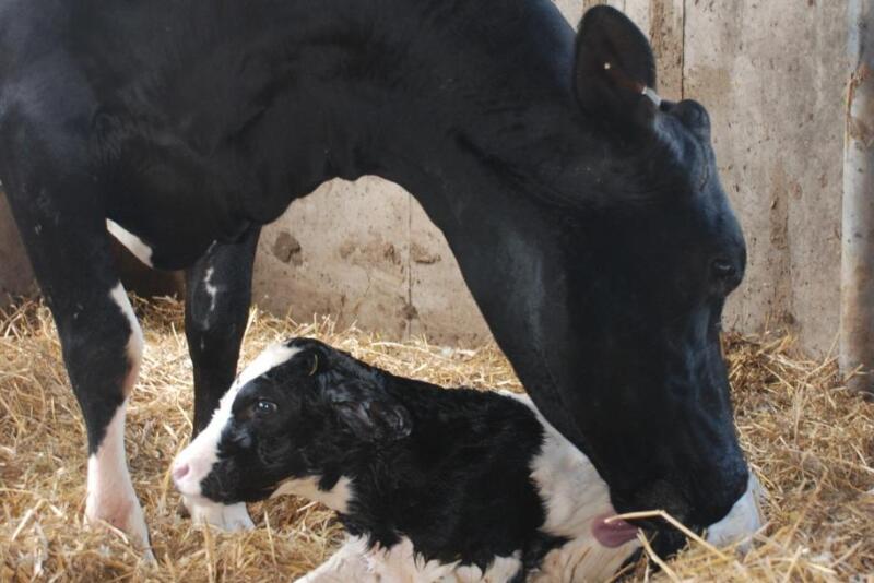 Calving is a time that puts a considerable amount of stress on the cow. 
