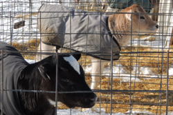 DT_Dairy_Calves_Cold_Weather