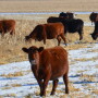 Beef_Cattle_Corn_Stalks