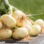 Several harvested Vidalia sweet onions piled together
