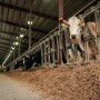 Holstein Dairy Cow Feedbunk