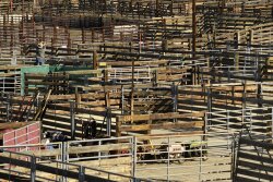 Ty Krebs, owner of Krebs Ranch in Gordon, Nebraska, works to set up his yard pen for cattle he is showing during the National Western Stock Show on January 8, 2019 in Denver, Colorado. 