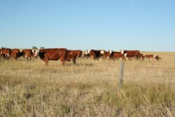 Only 3.7 percent of U.S. GHG emissions come directly from beef cattle. 