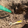 An air pocket in the furrow prevented good seed-to-soil contact in this case, which prevented the seedling from emerging well.