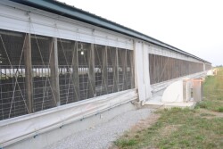 hogs-pigs-barn_(24)