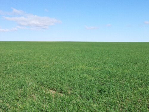 wheat_april.jpg