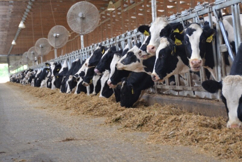 DT_Dairy_Cows_Bunk