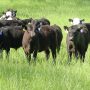 Feeder Cattle