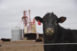 Feedlot