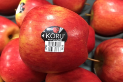 The New Zealand Koru apple season is beginning. 