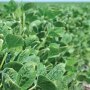 Dicamba damage