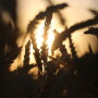 Bloomberg_Wheat.jpg