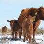 Twin calves