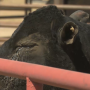 Burnt cattle from southern Plains wildfires.