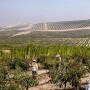 Photo of workers in field of Peruvian avocados