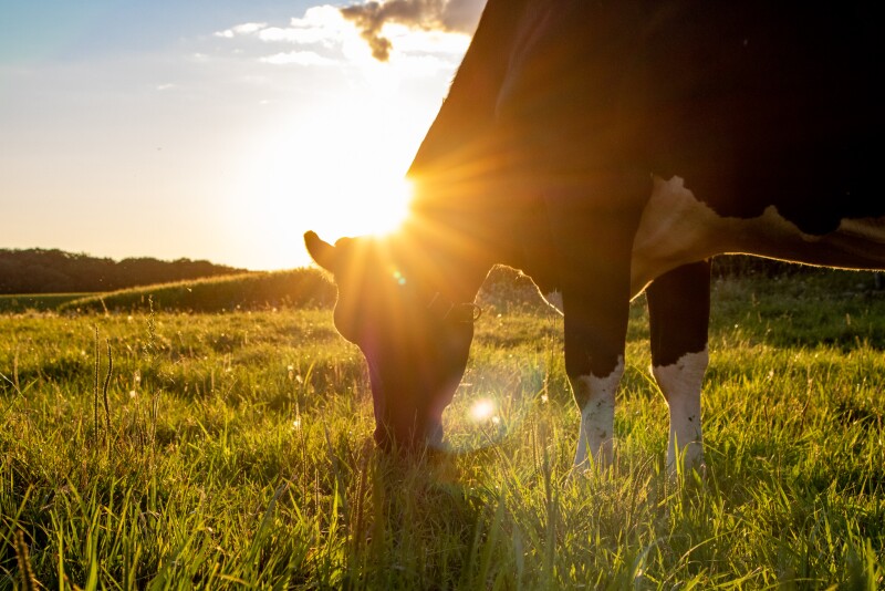 Dairy Week
