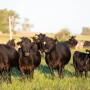 Grazing cows