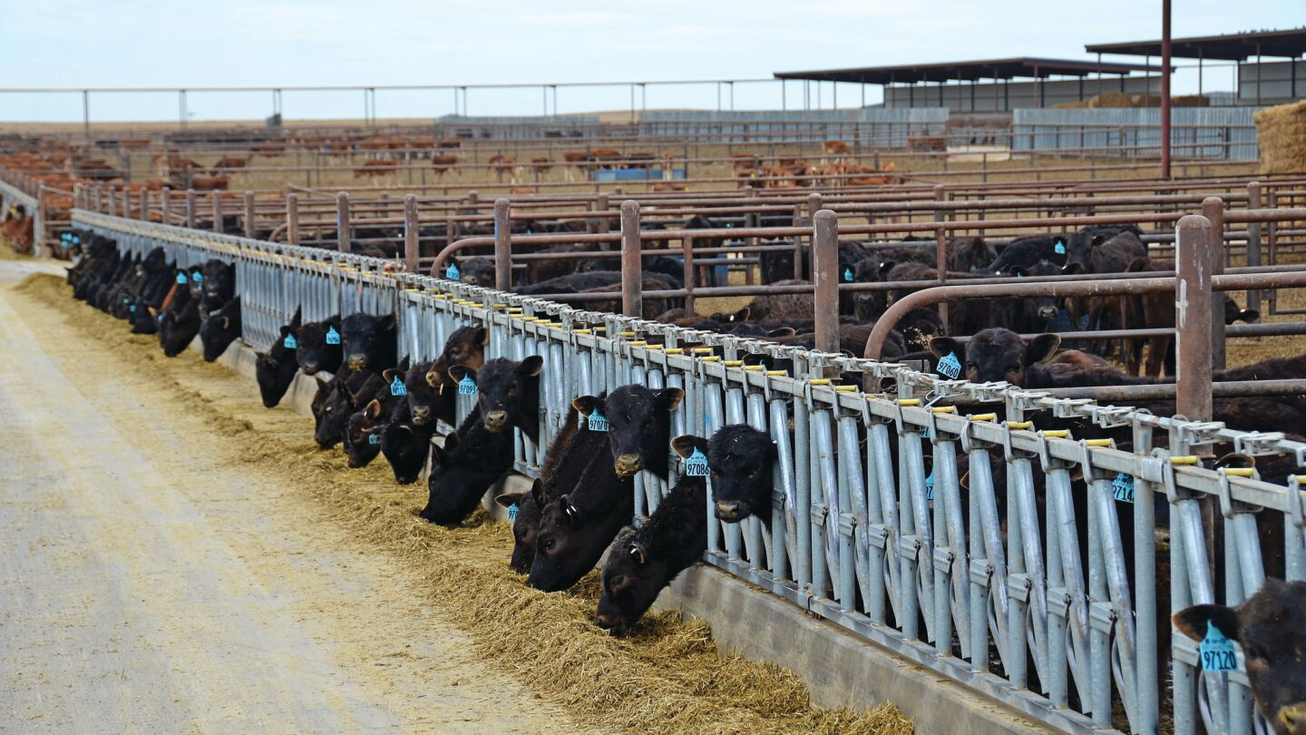 Grants Seek to Address Liver Abscess Formation in Cattle - Drovers