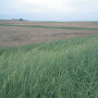 buffer_strips_in_Illinois_farm_courtesy_NRCS