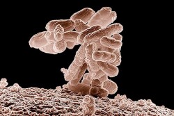 E. coli