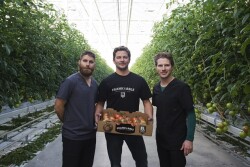 Keith Vis (from left), Devin Jasper and Dirk Vis with a box of Frank & Able tomatoes-on-the-vine in their Redcliff, Alberta greenhouse.  

