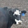 Cattle feeding losses continue.