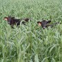 BT_Calves_Grazing_Cover_Crop_Millet