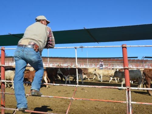 A Mexican cattle broker looks at a group of spayed heifers before they cross the U.S.-Mexico border at Nogales, Sonora, Mexico.