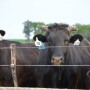Feller Cattle