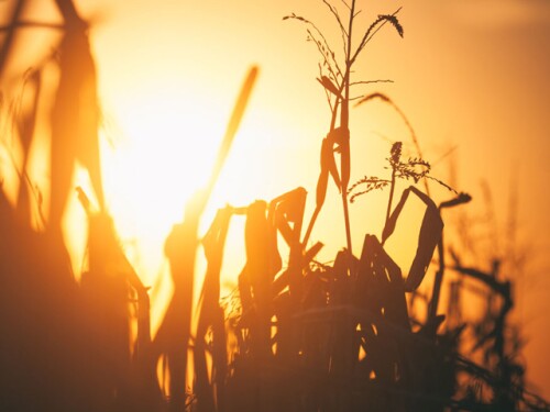 corn_harvets_sunset.jpg