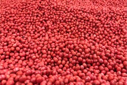 Pizazz is a dry seed coating technology designed to deliver shine and improved flow to treated seed with minimal fugitive dust when handling and applying the product. 