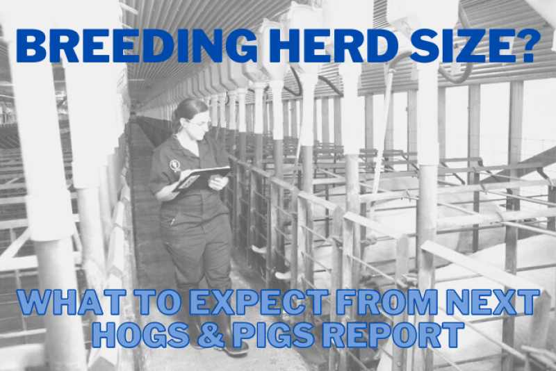 Breeding Herd Size
