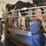 milking cow