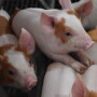 ​​Piglets at Islercrest Farms