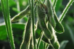 soybeans