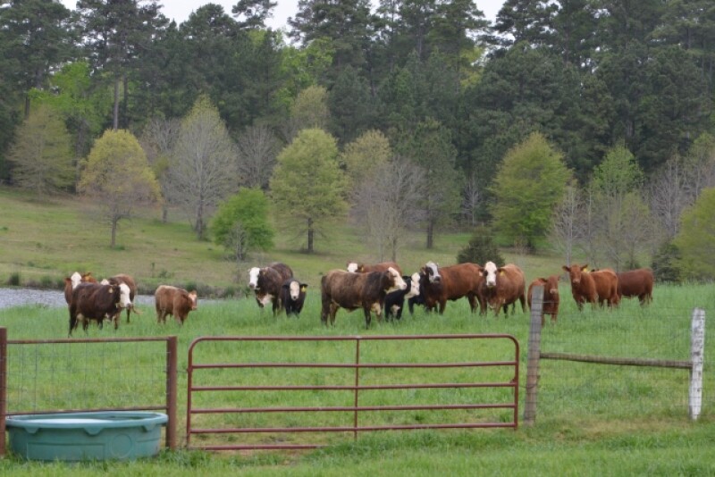 Texas_Cows_and_Calves
