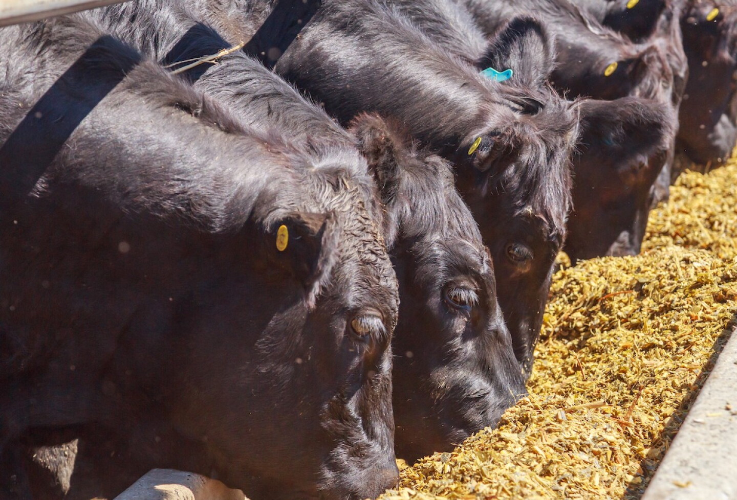 Feedlot Beef-on-Dairy 