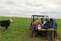 International Beef Cattle Academy - Texas A&M
