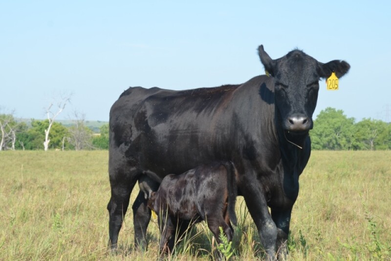 BT_Cow_Calf